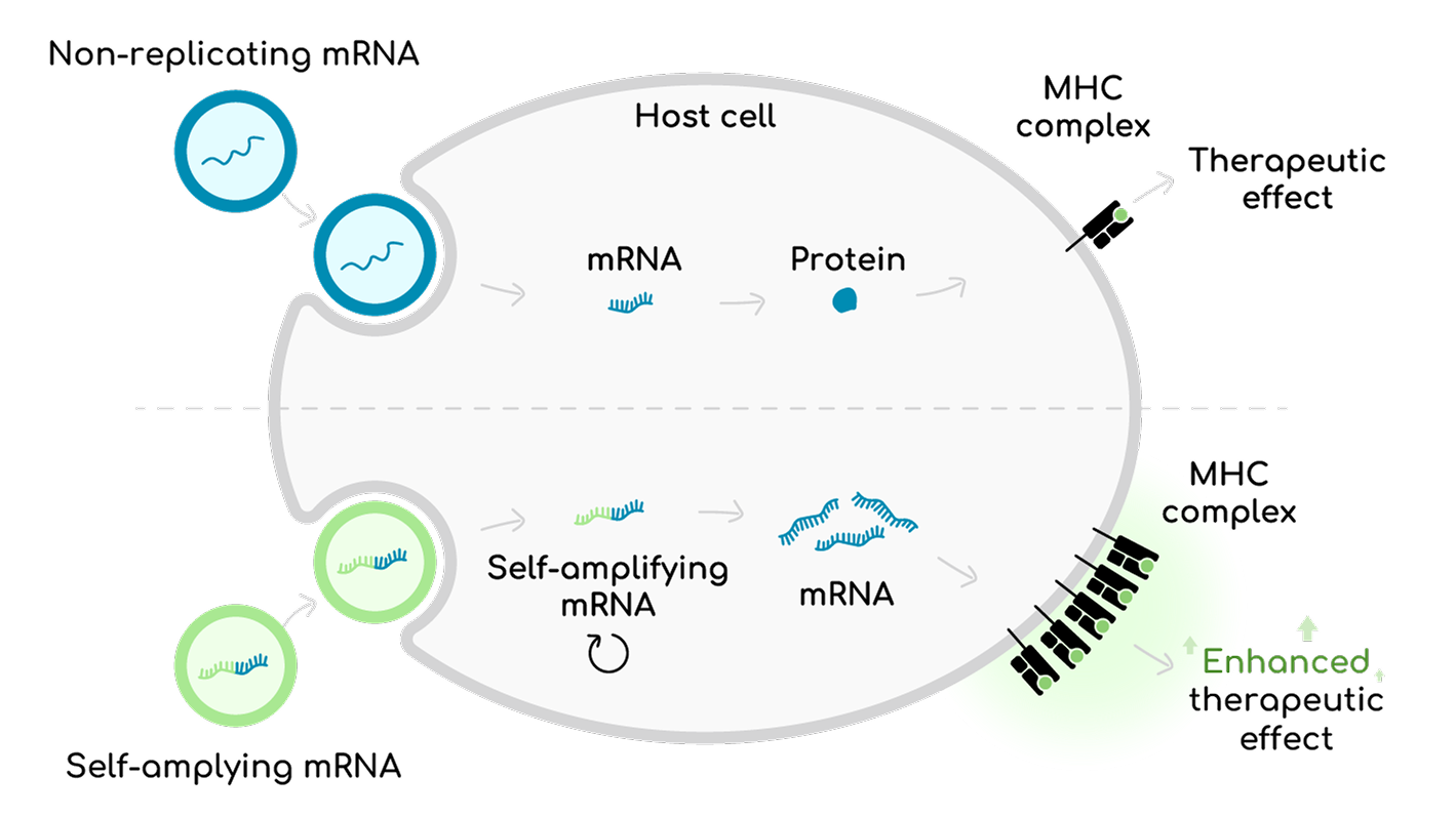 Phage vectors